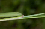 Cypress panicgrass